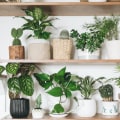Best Air Purifying Plants to Keep Your Indoor Air Fresh and Clean